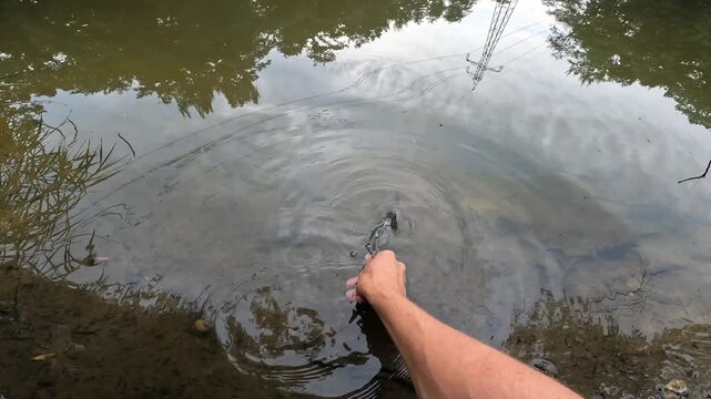 Releasing a freshwater caught fish common bream (Abramis brama) back into the calm lake water nature habitat during recreational angling and conservation.