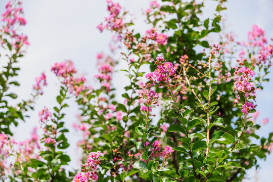 Crepe myrtle, Lagerstroemia indica. Pink flowering crepe myrtle branches against a clear sky. The vibrant blooms add color to the scene, showcasing nature's beauty in full bloom.