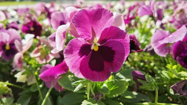 Vivid purple pansy flowers bloom among green leaves in a sunny garden bed.