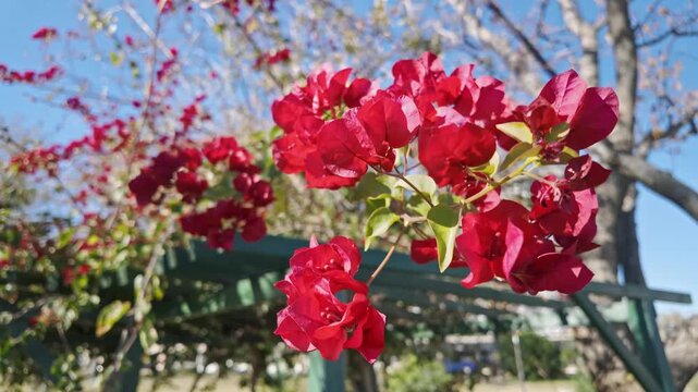 Bright red bougainvillea flowers cascade over a pergola under a clear blue sky.