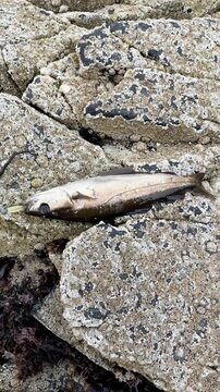Freshly Caught Pollack Fish (Pollachius pollachius) Lying on Barnacle Covered Coastal Rocks with Lure Detail.
