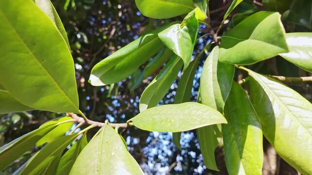 Glossy dark green magnolia grandiflora leaves catch bright sunlight against blue sky.