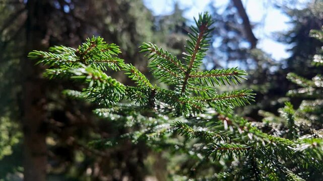 Bright green spruce needles glisten on fresh branches in dappled forest sunlight.