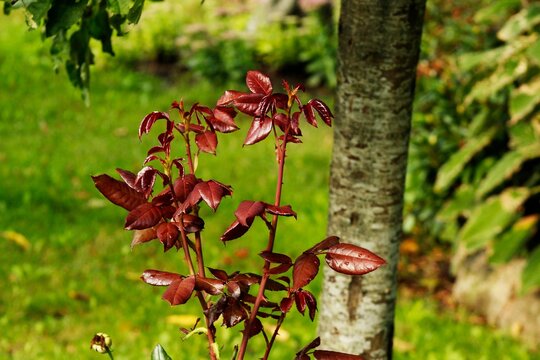 Rose plant with bronze-red new leaves growing at the base of a tree