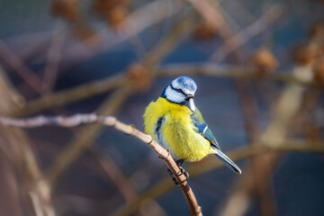 Blue tit perched on branch in winter garden © manfredxy