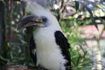 Large hornbill with curved beak perched on branch surrounded by green foliage in exotic wildlife setting Avifauna, The Netherlands © VISUALLICIOUS
