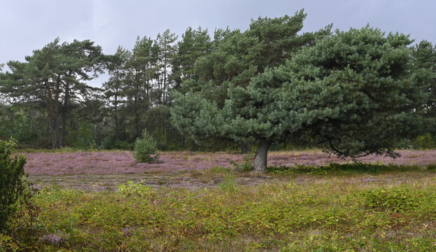 heide