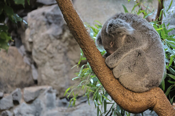 Sleeping koala curled on tree branch surrounded by green foliage in calm wildlife setting Avifauna, The Netherlands © VISUALLICIOUS