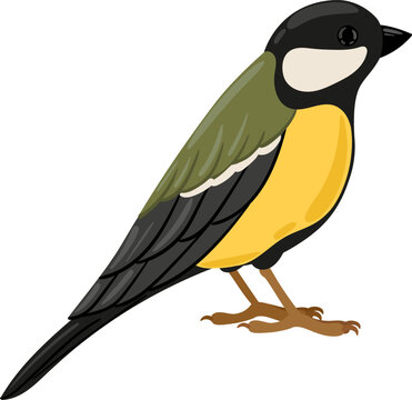Great tit bird standing isolated on a white background