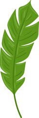 Obraz premium Green banana leaf vector art representing tropical flora and natural beauty