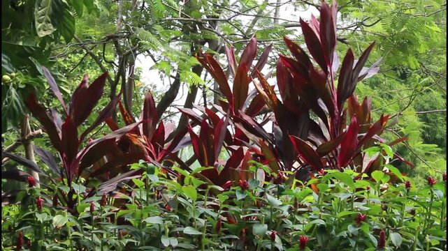 Red ti plant (Cordyline fruticosa) swaying in the wind with the background of lush dense greenery and canopy
