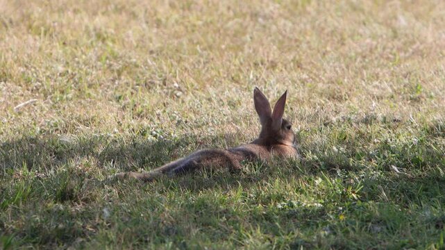 A European Rabbit, Oryctolagus cuniculus, lying down in shade during a hot, dry Summer. Wales. UK