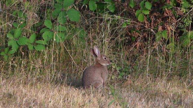 A European Rabbit, Oryctolagus cuniculus, sitting near a hedgerow at edge of a field. Summer. Wales. UK