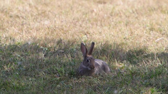 A European Rabbit or Coney, Oryctolagus cuniculus, feeding in the shade during hot, dry weather. Summer. Wales. UK