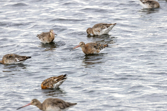 Black-tailed godwits on rippling water
