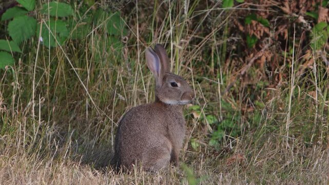 A European Rabbit, Oryctolagus cuniculus at edge of a field in late Summer. Wales. UK