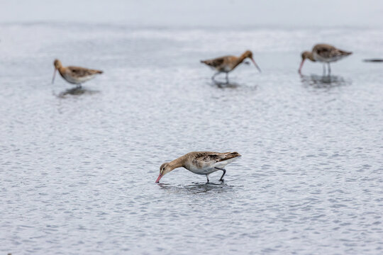 Black-tailed godwit foraging in shallow water