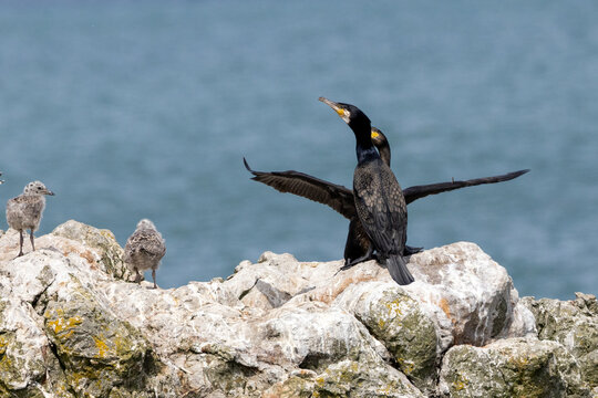 Adult great cormorants on coastal rocks