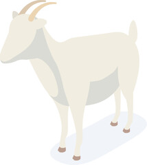 Fototapeta premium White domestic goat standing in isometric view on a clean background