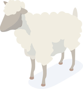 White domestic sheep standing isolated, showing its fluffy wool in isometric view