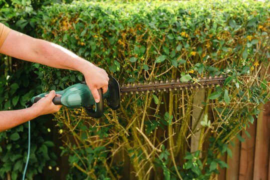 Person trimming garden hedge with electric hedge trimmer, backyard gardening maintenance