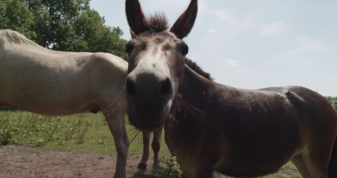 Curious donkey looking directly into camera in a pasture