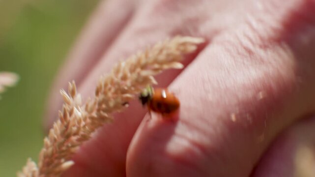 Slow motion ladybug crawling from a hand onto a grass stem