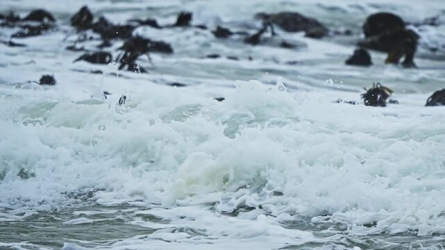 Betty&rsquo;s Bay Western Cape South Africa, Group of penguins swimming together through breaking Atlantic surf at Stony Point Penguin Colony, 4k 50fps