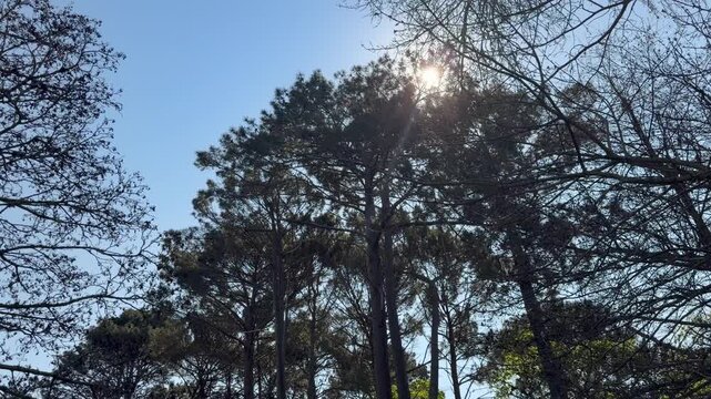 Low angle view of tall pine trees with the sun shining through the canopy against a clear blue sky.