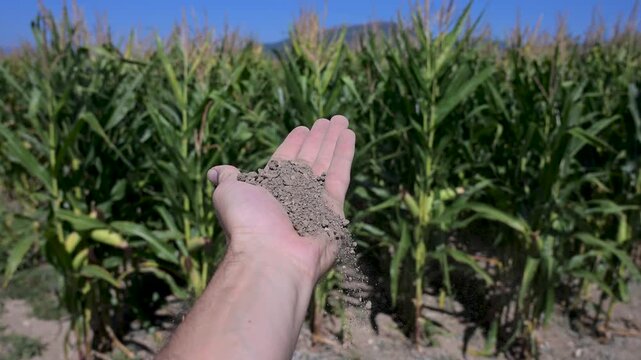 Farmer holding and pouring soil from his hand in front of a corn field. Agronomist showing rich and fertile soil in his hand at the farm. Man inspecting dark organic earth in a maize plantation.