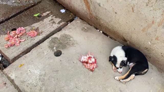 Stray puppies sleeping on dirty ground with discarded meat waste on concrete floor.