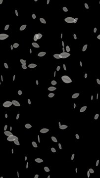 Falling silver petals on black background. 2d animation