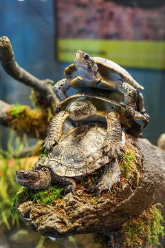 Close up of turtles on a log