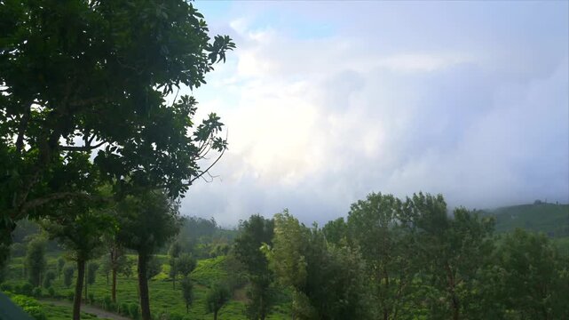 A bank of white clouds rolls in over green tea plantation hills on a bright morning in the misty highlands of Munnar, Kerala, India.