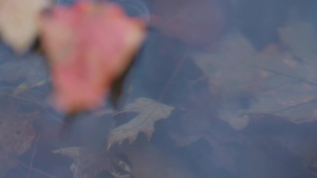 Submerged oak leaves lie resting on the bottom of a calm stream. A soft red leaf in the foreground creates a soft shallow depth of field.