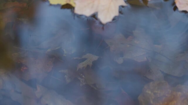 Submerged oak leaves are visible through the transparent, calm water of a woodland stream in Ontario. Gentle blue reflections dance across the quiet water surface.