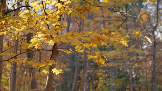 A branch covered in golden yellow maple leaves reaches across the frame in a tranquil autumn forest. Bright sunlight illuminates the vibrant foliage against a soft blurred background.