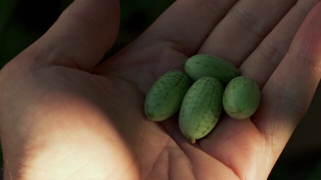 Fresh cucamelons mini cucumbers held in a hand showcasing clean eating and urban farming harvest.