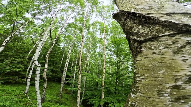 Birch forest with authentic live birds chirping ambient sound