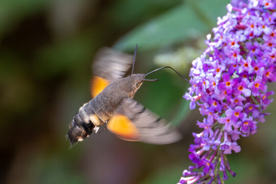 Hummingbird Hawk Moth in flight feeding from buddleia