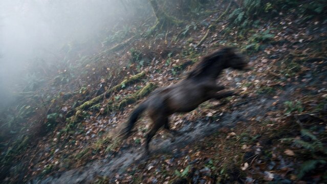 Galloping Horse in Mist: Dynamic Wildlife Action Shot