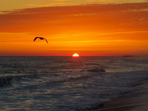 Seagull silhouetted against a vivid orange sunset over the Pacific Ocean at Newport Beach, California, with the sun touching the horizon above rolling coastal waves.