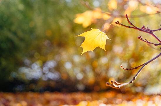 Autumn yellow maple leaves against an autumn background, with sunbeams shining through the leaves. Autumn mood