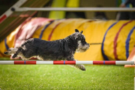 Dog is jumping over the hurdles. Amazing day on czech agility competition.	
