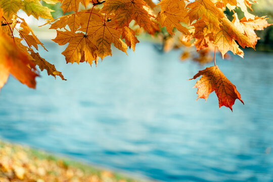 Bright autumn orange and yellow maple leaves against a backdrop of blue water. A maple tree in a park near a pond. Autumn mood