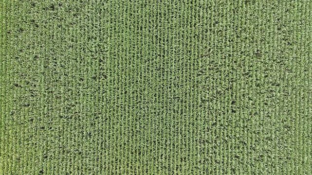 Top down drone aerial descending over green corn crop rows swaying in the wind on a farm field in Manitoba, Canada during summer.