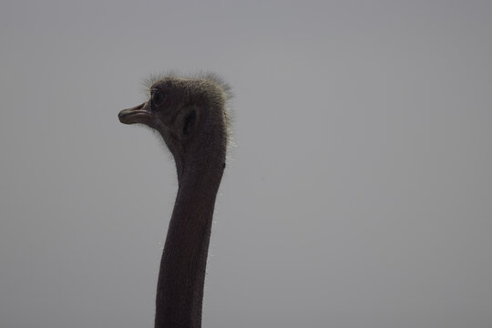 View of an ostrich head and neck in profile against a neutral background in Nairobi National Park, Nairobi, Nairobi County, Kenya.
