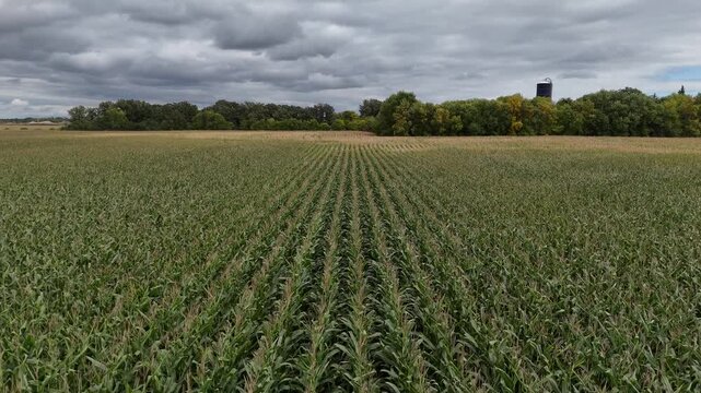 Landscape drone aerial moving backward over green corn crop rows facing a horizon line with trees, a silo, and cloudy sky in Manitoba, Canada.
