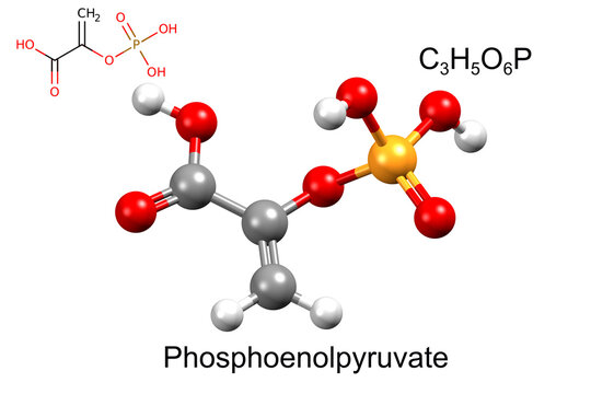 Structure of phosphoenolpyruvate. Chemical formula, structural formula, and 3D ball-and-stick model