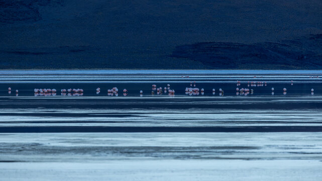 View of flamingos wading in the shallow reflective waters of Laguna Colorada with dark mountains in the background in Potosi Department, Bolivia.
